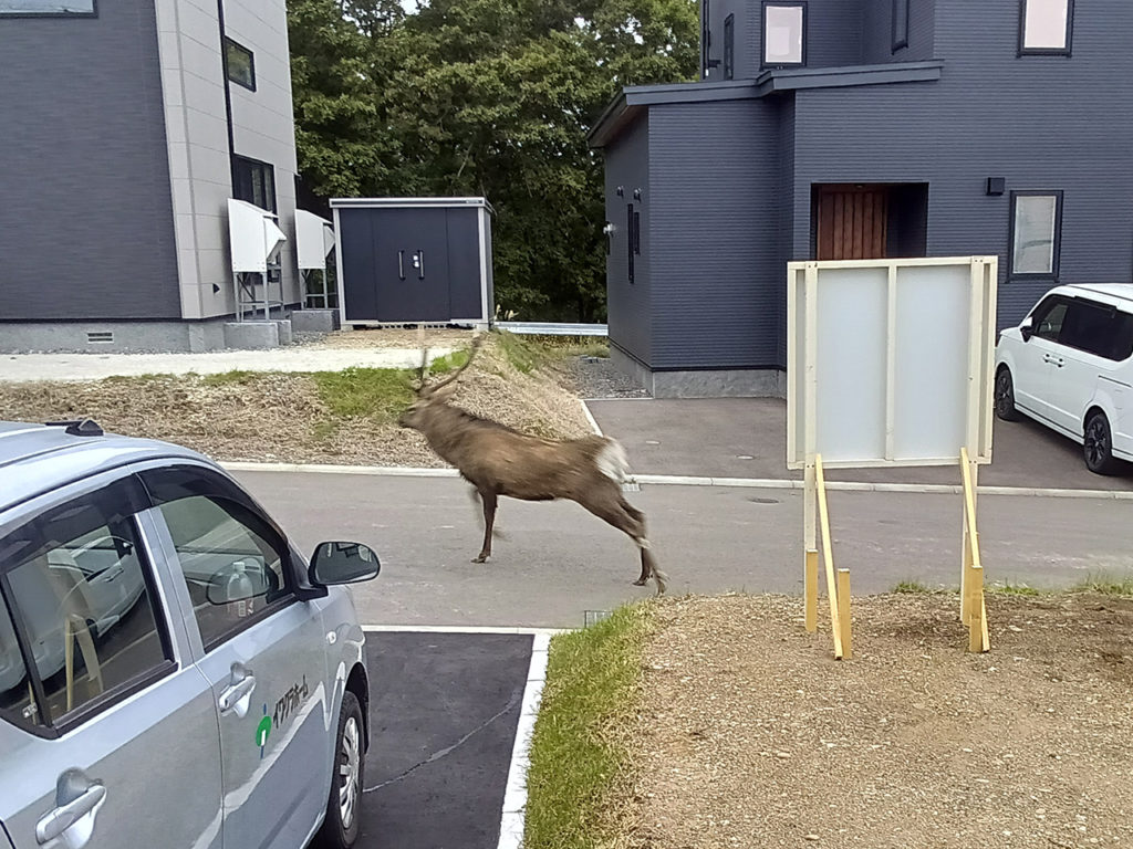 菊地が撮影した逃げていくシカの後ろ姿