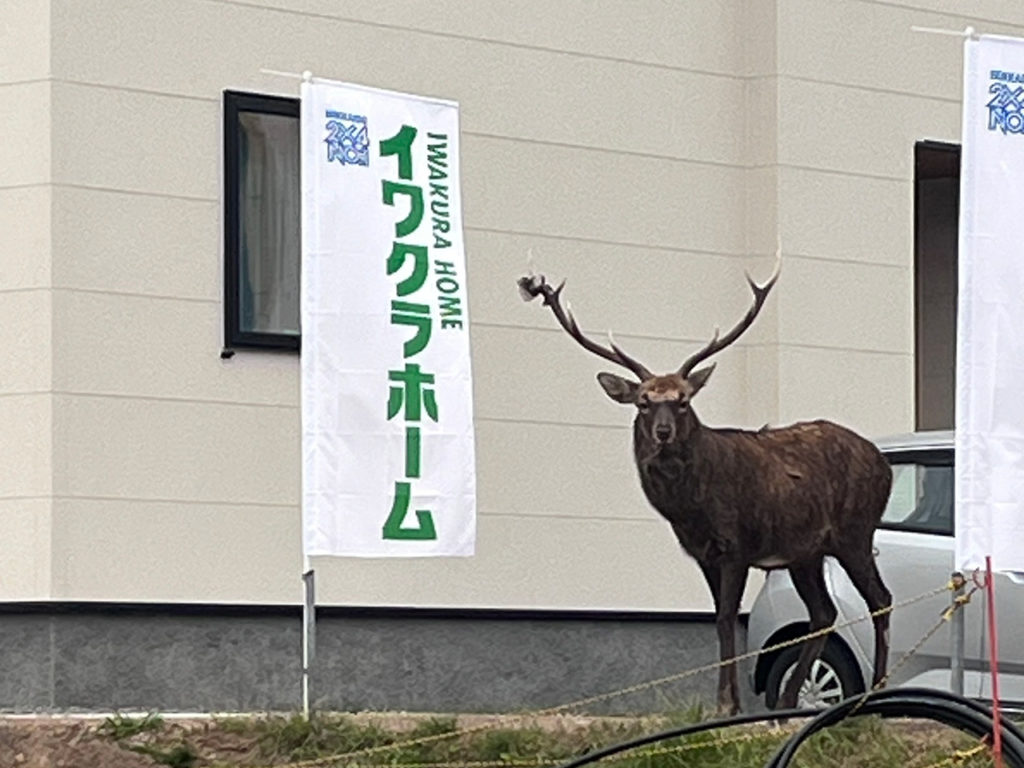 室蘭市八丁平モデルハウス前に現れたシカ