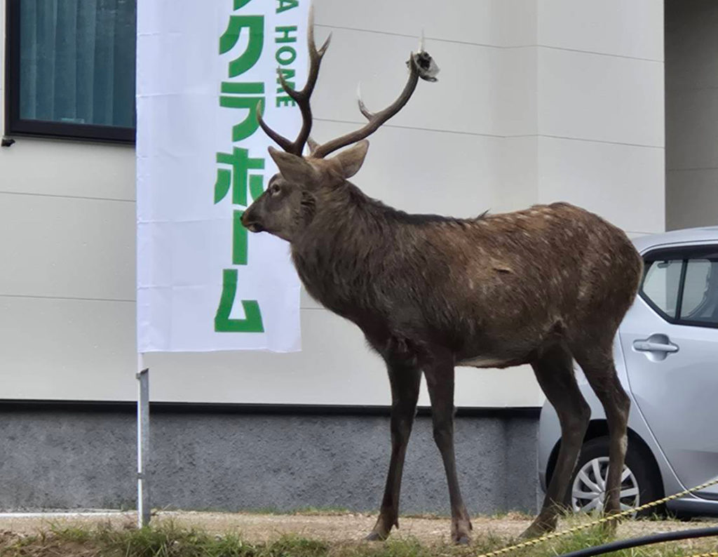 室蘭市八丁平モデルハウス前に現れたシカ