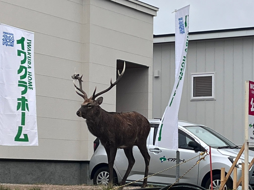室蘭市八丁平モデルハウス前に現れたシカ